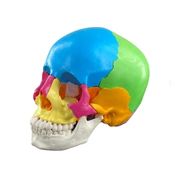 Съемная научная Анатомическая модель черепа Учебный дисплей Медицинские Учебные пособия Челночный корабль